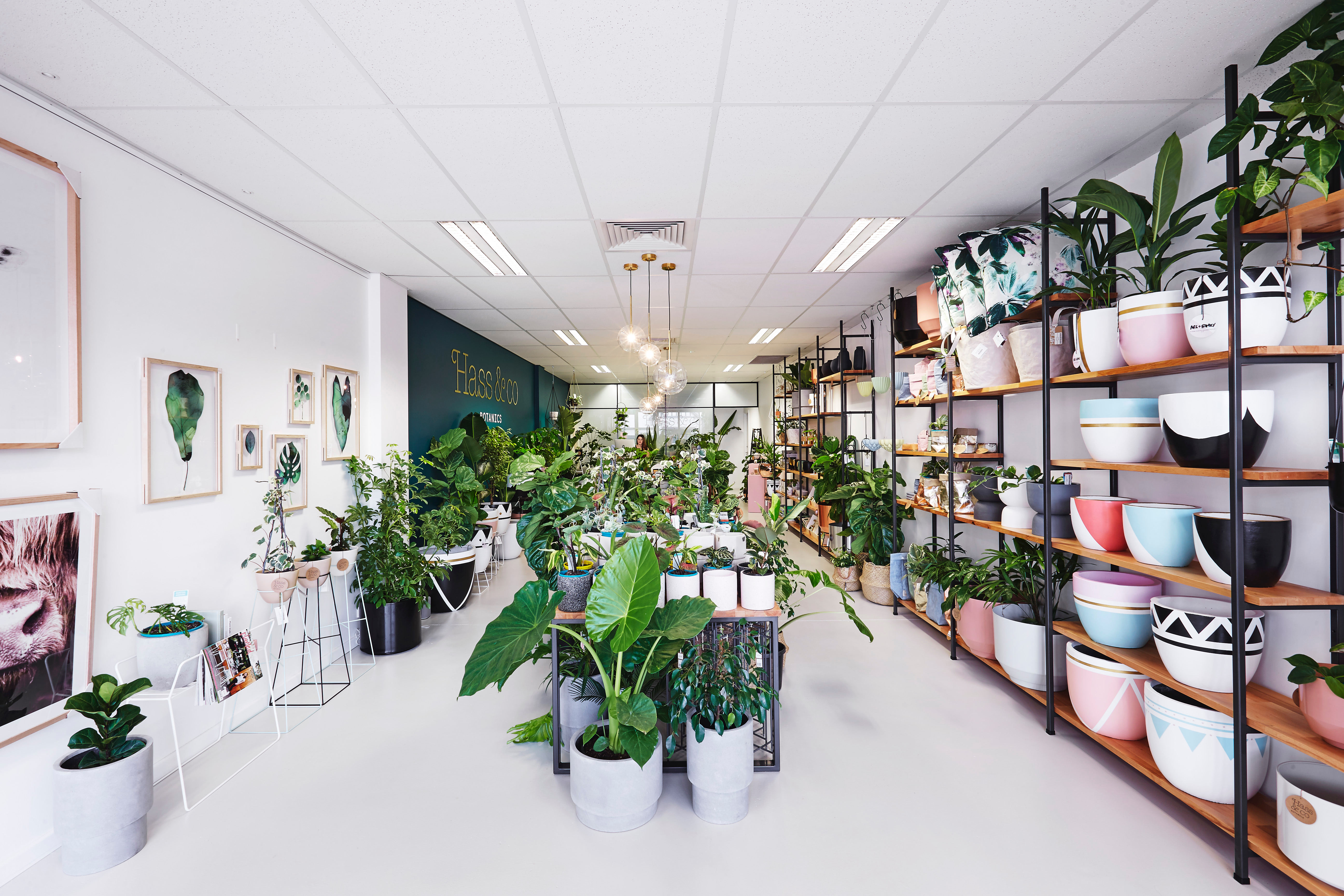 Indoor plant heaven in Leederville, Perth WA